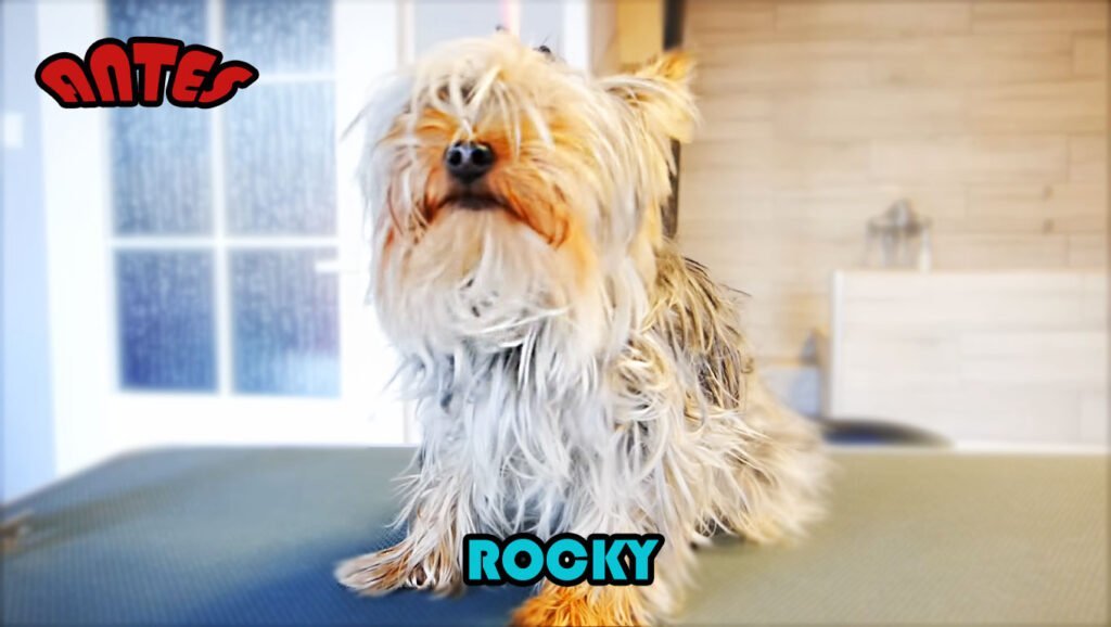 peluqueria canina antes yorkshire