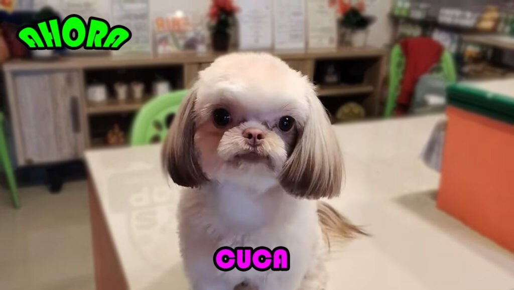 peluqueria despues shih tzu