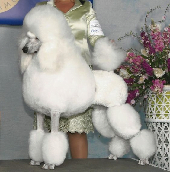 Caniche o Poodle Cómo hacer PASO a PASO 4 Corte Silla Inglesa poodle caniche