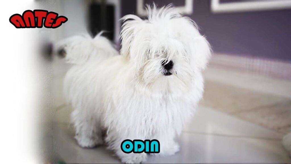 peluqueria canina antes maltes