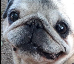 Nariz reseca en perros remedios caseros perro pug