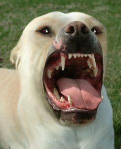 CIERRES DE LA DENTADURA CANINA Y SUS DIFERENCIAS 8 Dogo Argentino mostrando dientes