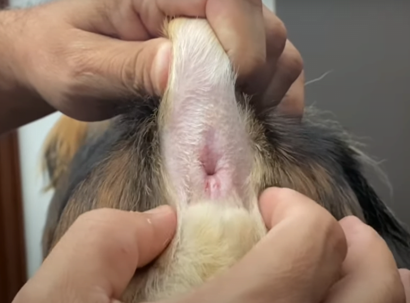 Glándulas anales Glándulas ubicadas cerca del ano que pueden requerir limpieza durante el grooming.
