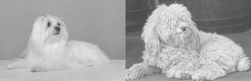 Como quitar nudos a un perro de pelo largo Curso peluquería canina online GRATIS