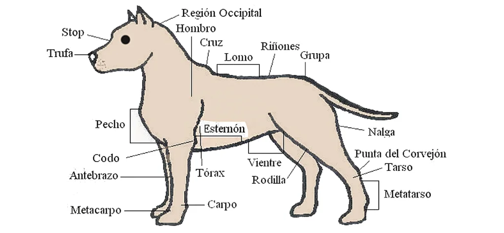 partes externas del perro