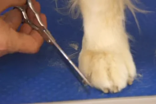 Cómo Redondear el pelo de las patas Curso peluquería canina online GRATIS