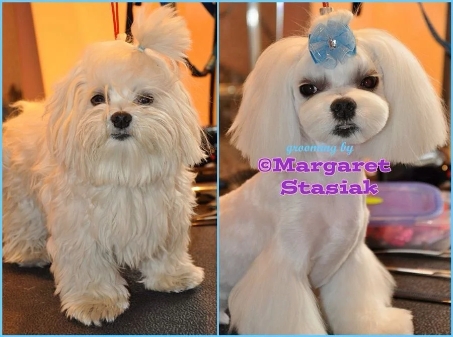 ¿Cómo es el corte asiático? Curso peluquería canina online GRATIS