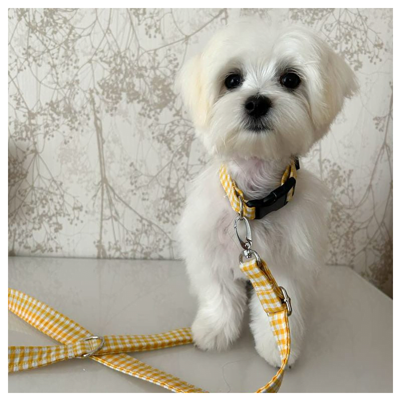 collar o arnés, maltés con collar amarillo