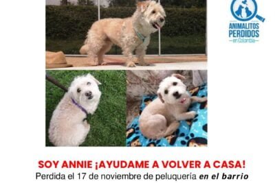 perra se escapó de peluqueria canina en bogotá