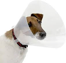 Collar isabelinoCollar con forma de cono utilizado para evitar que un perro se lama o muerda.