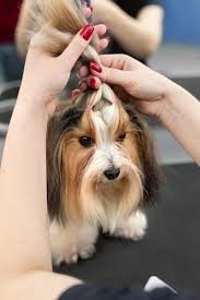 Top-knot Técnica de hacer coletas o flequillos para despejar la cara del perro.