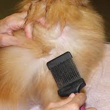 carding Proceso de eliminar el pelo muerto utilizando una carda.