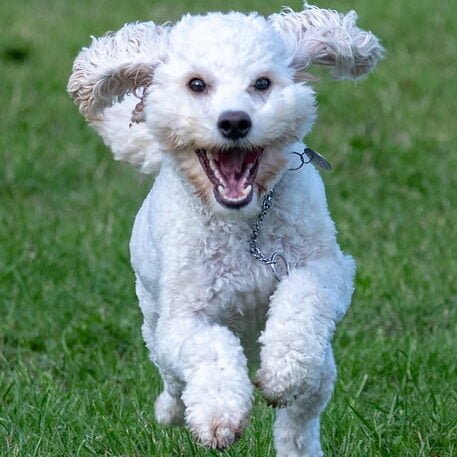 caniche toy blanco corriendo en un prado pelo rizado