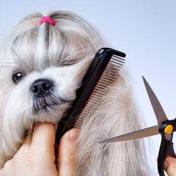 Corte con tijeras.