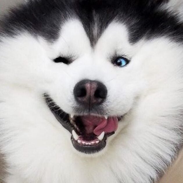 husky de pelo denso