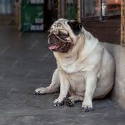Braquicéfalo Tipo de cráneo corto y ancho en perros.