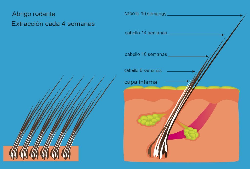Rolling coat Rotación de pelo y sub-pelo. El stripping elimina todo el pelo muerto y el rolling retira el pelo viejo gradualmente