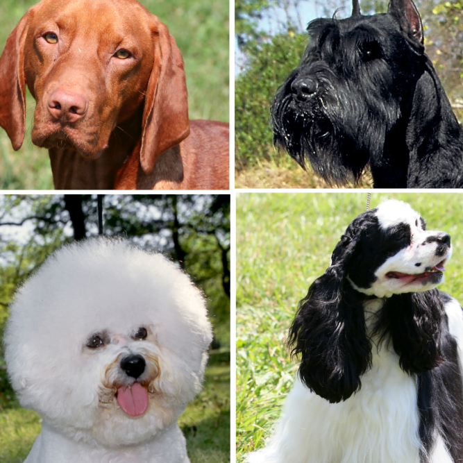 razaS de perro