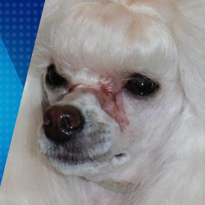 Oxidación del pelo. Cambio de color del pelaje sobretodo en raza de pelo claro, se debe a las lágrimas y saliba del perro.